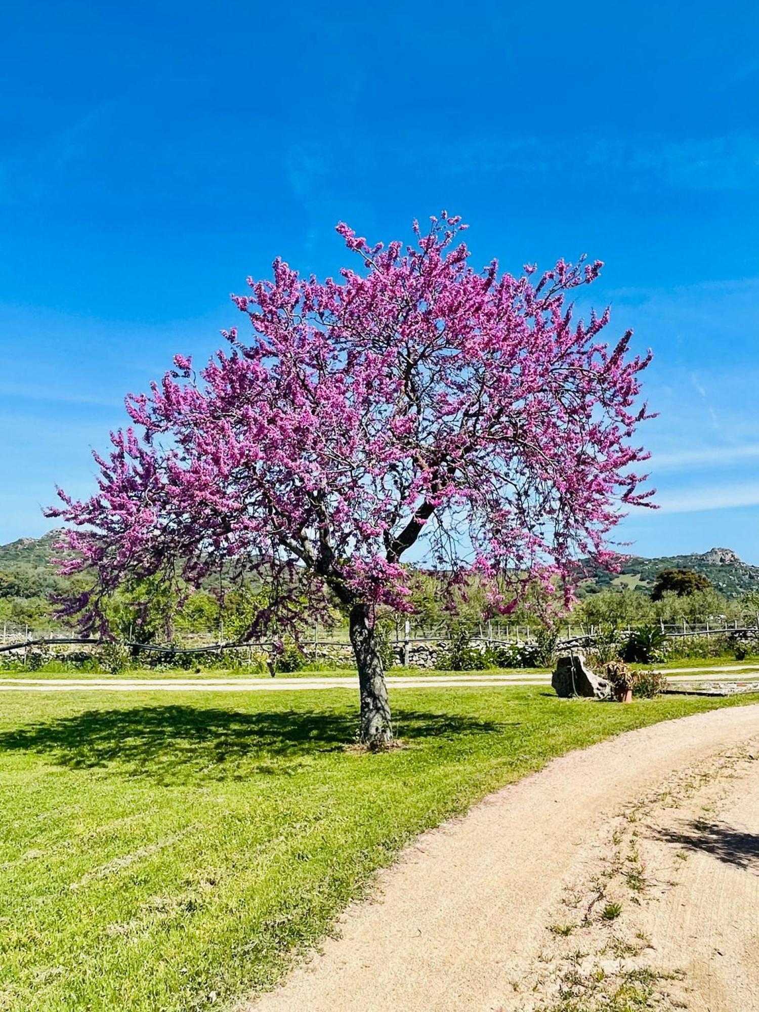 Telti Agriturismo Bed And Breakfast Tanca Taroni מראה חיצוני תמונה