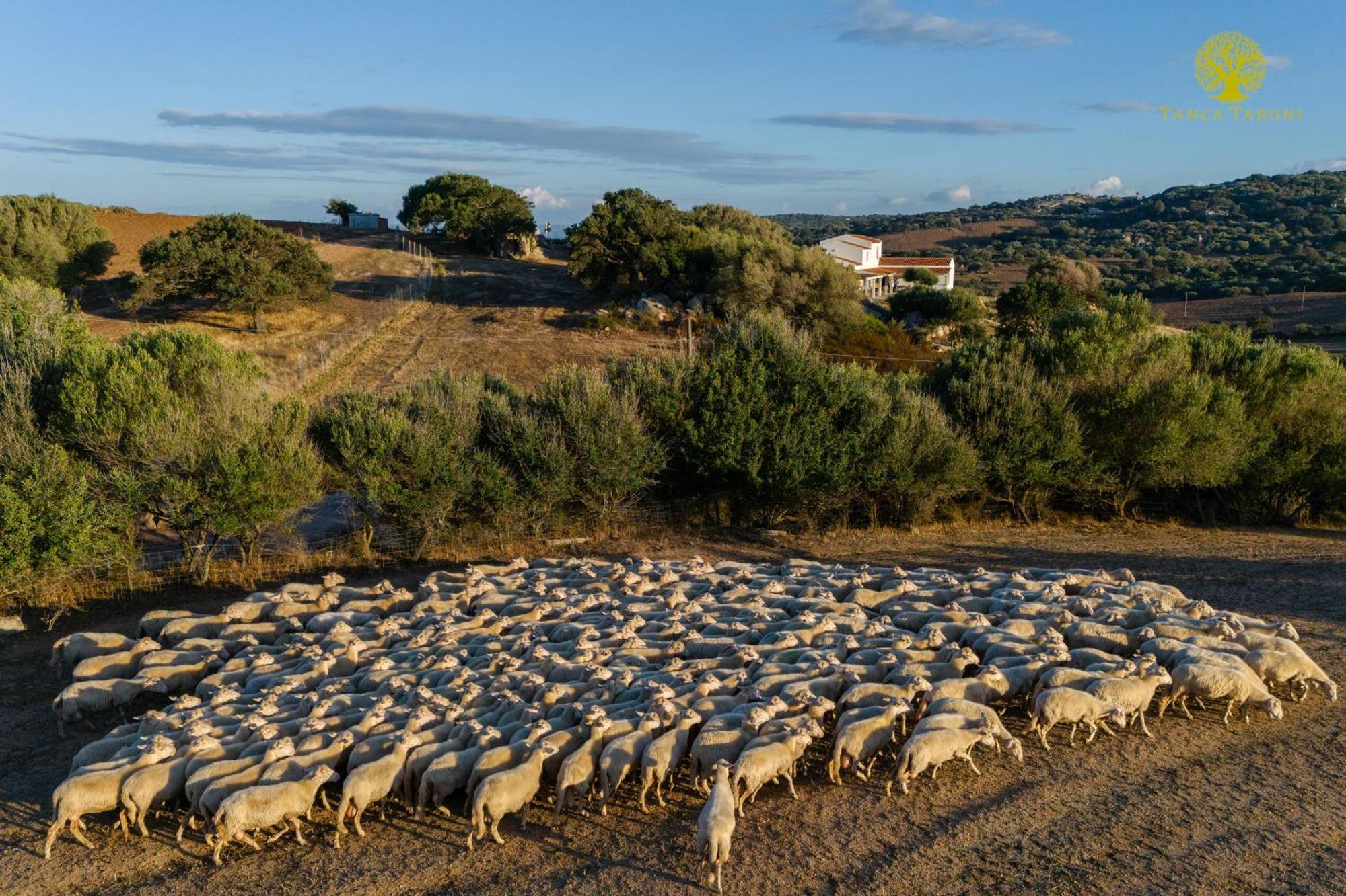 Telti Agriturismo Bed And Breakfast Tanca Taroni מראה חיצוני תמונה