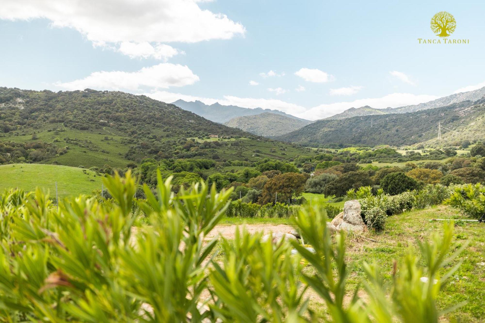 Telti Agriturismo Bed And Breakfast Tanca Taroni מראה חיצוני תמונה